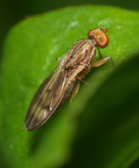 Opomyzidae