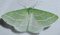 Synchlora bistriaria