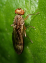Opomyzidae