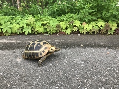 Indotestudo elongata