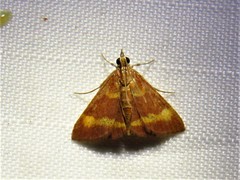 Pyrausta pseuderosnealis
