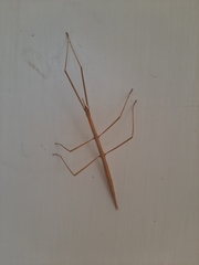 Bacillidae