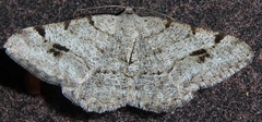 Macaria sexmaculata