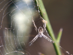 Argiope mascordi