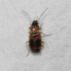 Badister neopulchellus
