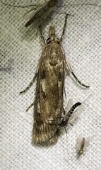 Occidentalia comptulatalis