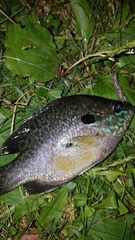 Lepomis gibbosus × macrochirus