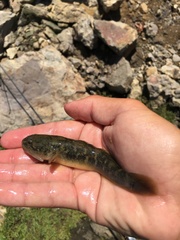 Gillichthys mirabilis