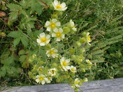 Drymocallis convallaria