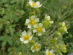 Drymocallis convallaria