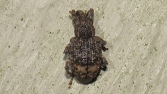 Conotrachelus aratus