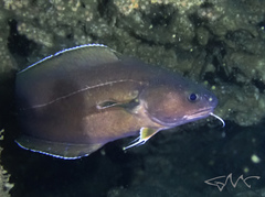 Lotella rhacina
