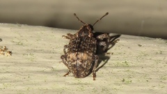 Conotrachelus aratus