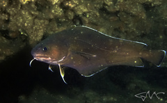 Lotella rhacina
