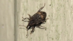 Conotrachelus aratus
