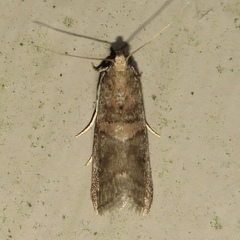 Acrobasis caryae