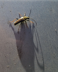 Lepturobosca nigrolineata