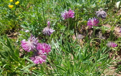 Trifolium attenuatum