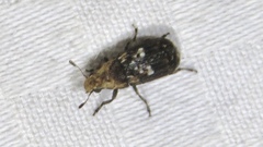 Euparius paganus