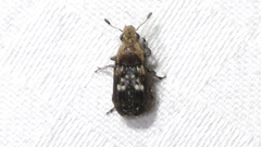 Euparius paganus
