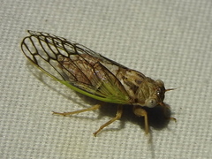 Beameria venosa