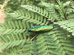 Chrysochroa rajah thailandica