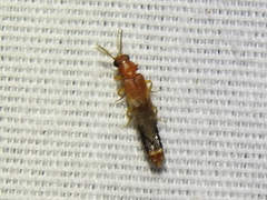 Distremocephalus texanus