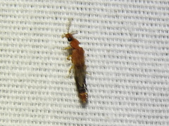 Distremocephalus texanus