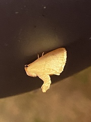 Tortricidia testacea