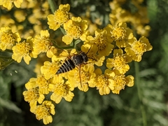 Coelioxys octodentatus