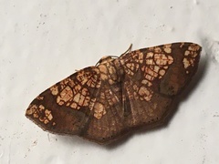 Nematocampa completa