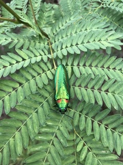 Chrysochroa rajah thailandica