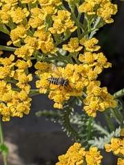Coelioxys octodentatus