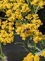 Coelioxys octodentatus