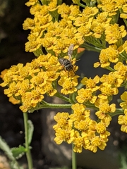 Coelioxys octodentatus