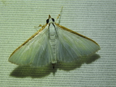 Diaphania costata