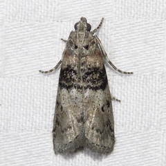 Tlascala reductella