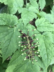Actaea simplex
