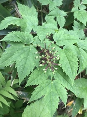 Actaea simplex