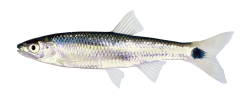 Slender Blacktail Shiner