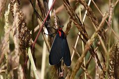 Ctenucha multifaria