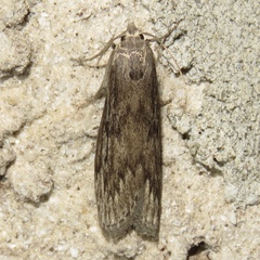 Aphomia terrenella