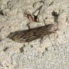 Aphomia terrenella