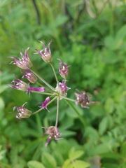 Allium brevistylum