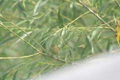 Leiothlypis celata lutescens