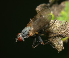 Coenosiinae