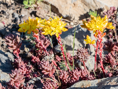 Sedum rupicola