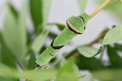 Papilio macilentus