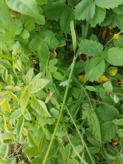 Allium brevistylum