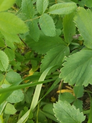 Allium brevistylum